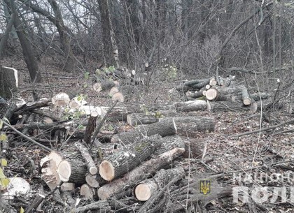 ФОТО: У черного лесоруба отобрали заготовленные дрова (МВД)
