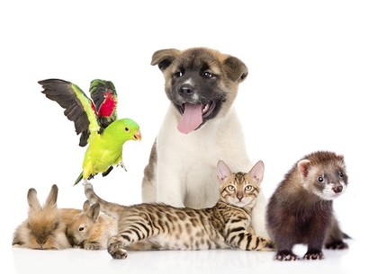 День домашних животных: события 30 ноября