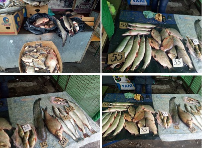 На ХТЗ торговали рыбой неизвестного происхождения – Рыбнадзор