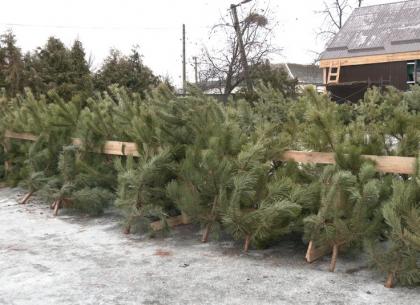 В этом году в Харькове продадут меньше елок – Суспільне