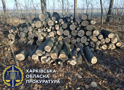 Вырубили дубы и нанесли 750 тыс. грн убытков - два лесоруба предстанут перед судом