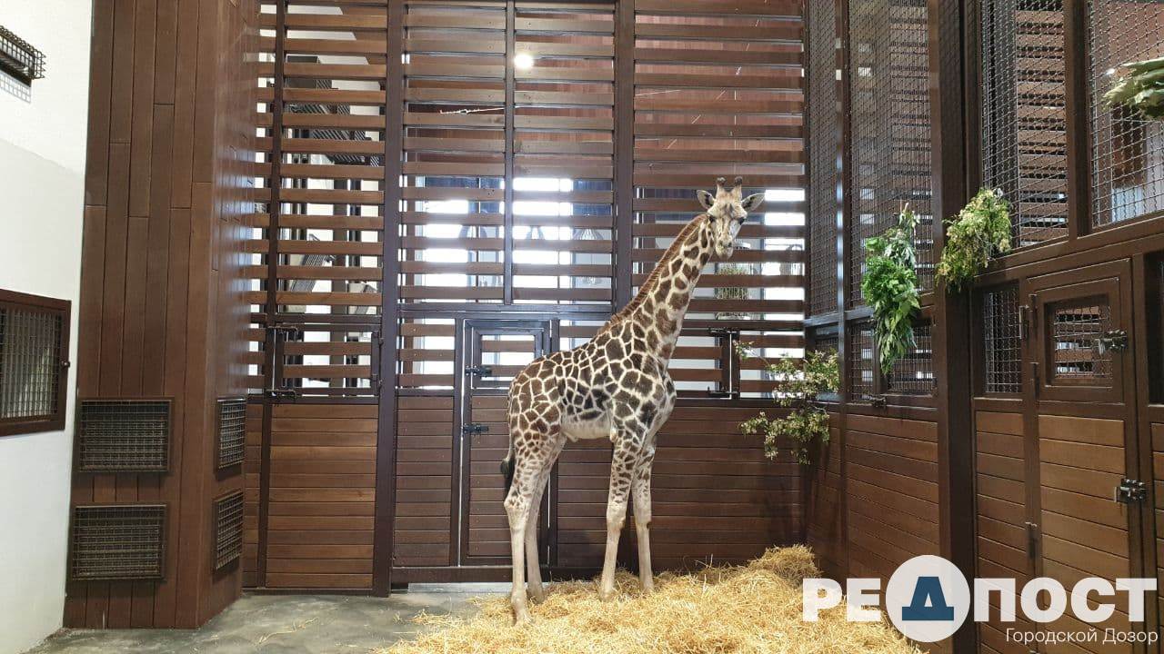 Жирафа, любящего музыку, привезли в Харьков из Одеского биопарка