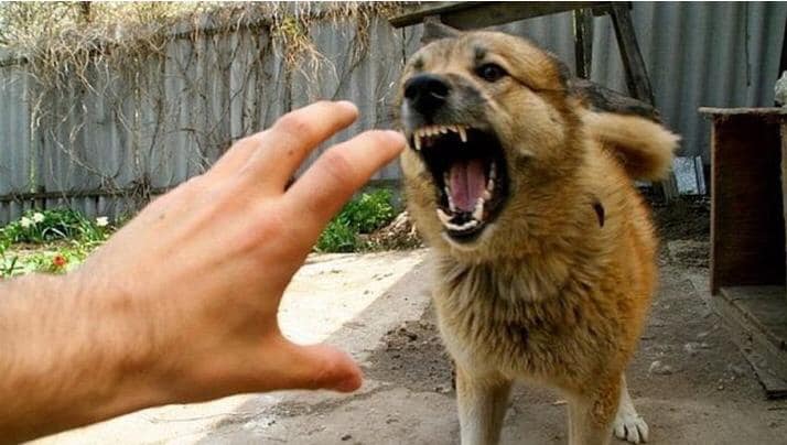 В Харькове и области участились случаи нападения собак на людей