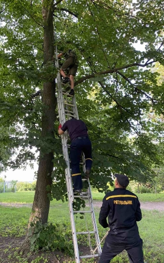 Под Харьковом спасателей ГСЧС вызвали, чтобы снять с дерева подростка