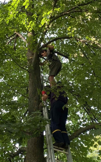 Под Харьковом спасателей ГСЧС вызвали, чтобы снять с дерева подростка