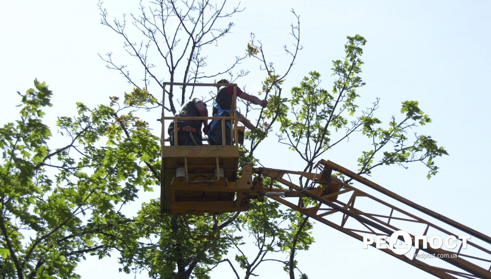 В Харькове продолжается санитарная обрезка деревьев. Новости Харькова