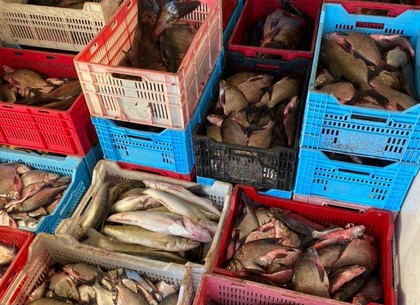 В супермаркетах Харькова тоннами продавали рыбу от браконьеров (видео, фото)