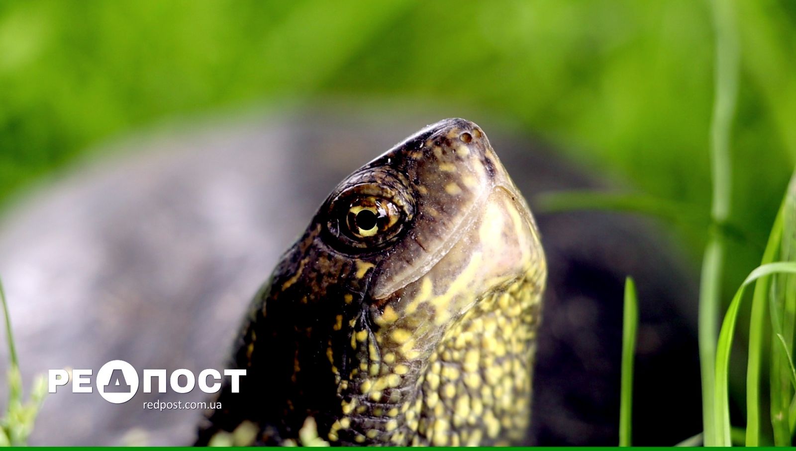 Харьковский зоопарк выпустил болотных черепах в естественную среду