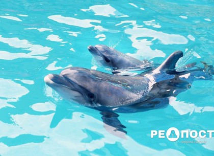 Маленькое чудо: в харьковском дельфинарии родился дельфиненок (фото)