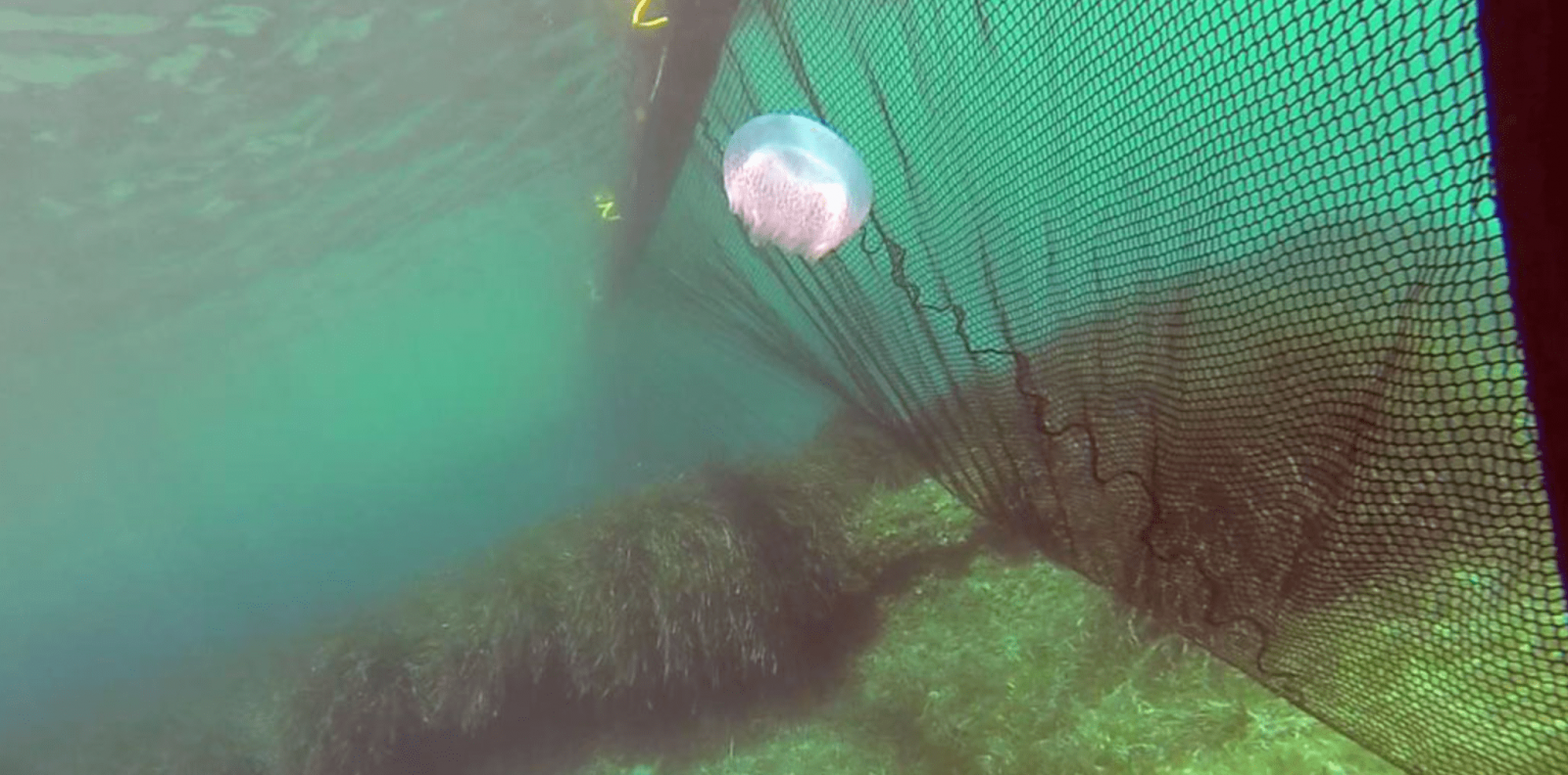 Медузы в Кирилловке ловят специальными сетями