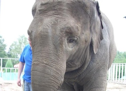 В Харьковском зоопарке умерла слониха Тэнди (видео)