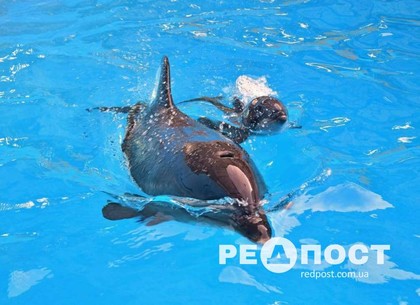 Бэби-бум в Харьковском дельфинарии: сегодня родился еще один дельфиненок (видео, фото)