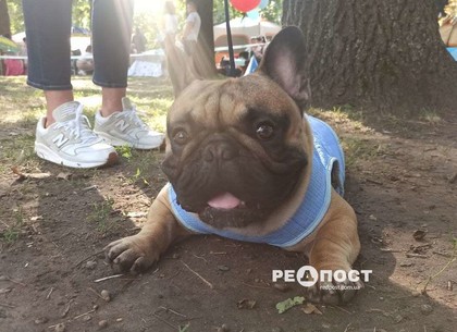 В Летопарке проходит юбилейная выставка собак (видео, фото)