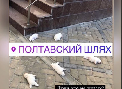 Убийство щенков в Харькове: на неадекватов завели дело (видео)