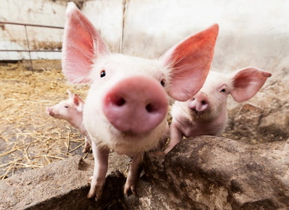 Африканскую чуму свиней обнаружили под Харьковом