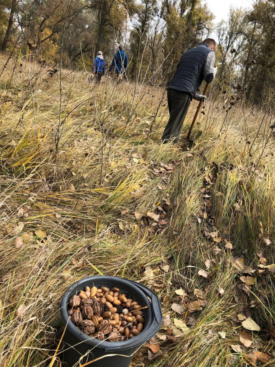 Харьковские экоактивисты высадили фруктовый лес