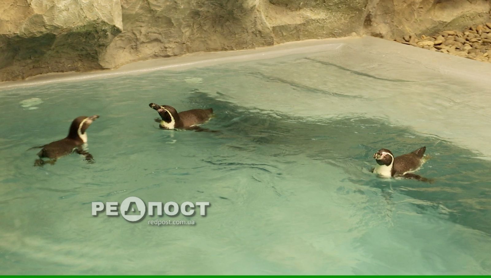 Пингвины в Харьковском зоопарке