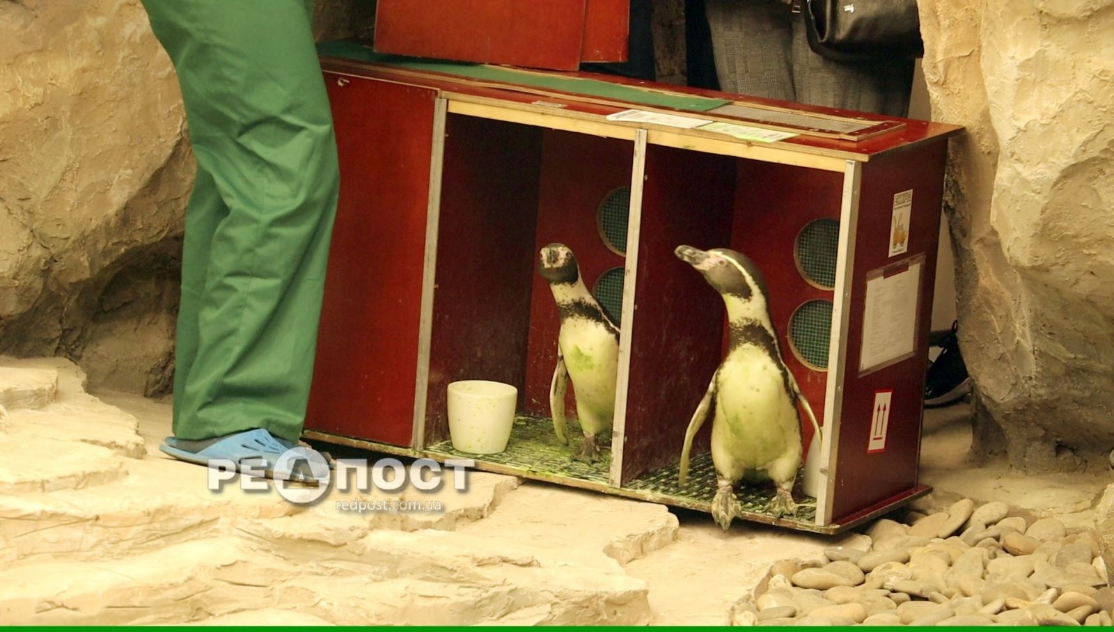 Пингвины в Харьковском зоопарке