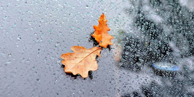 дождь ноябрь листья на асфальте