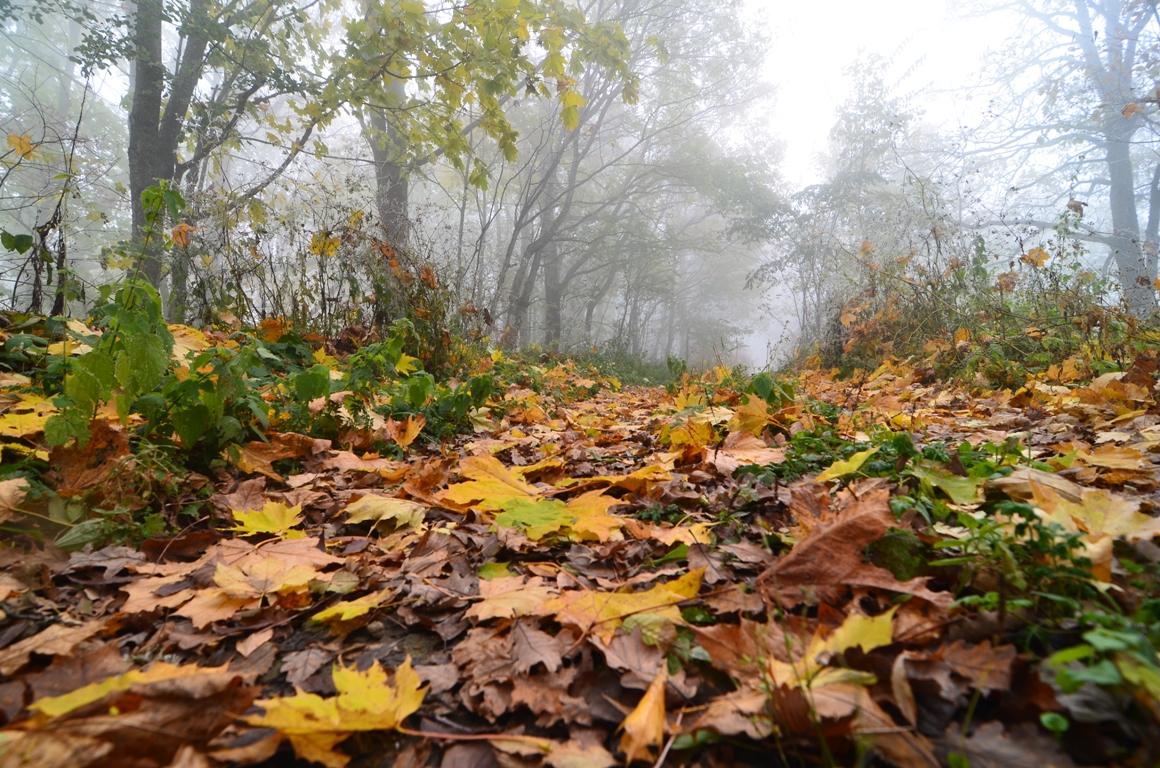 туман осень лес
