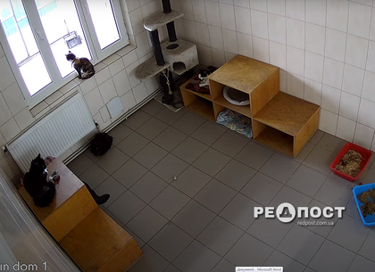 Веб-смотрины: в Харьковском приюте для животных теперь можно подсматривать за котиками
