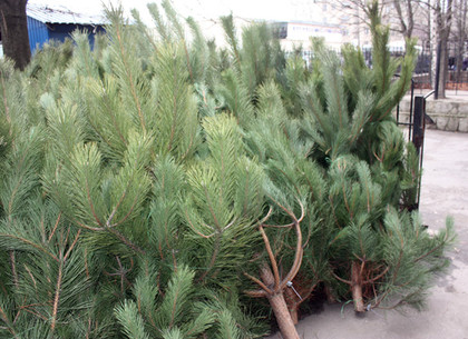 Новый год: стало известно, сколько елок появится на рынках Харькова