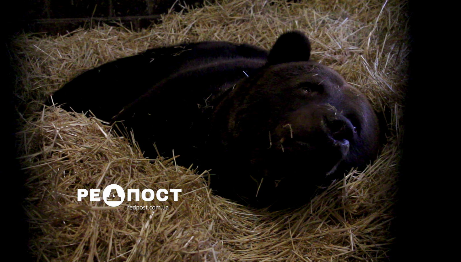 В Харьковском зоопарке медведи готовятся к зимнему сну. Новости Харькова