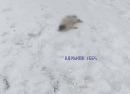 В Харькове собаки загрызли котенка, не сдерживаемые пьяными хозяевами (видео)