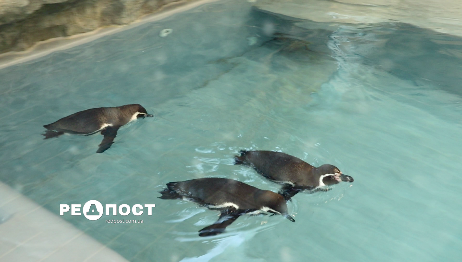 День осведомленности о пингвинах празднуют питомцы Харьковского зоопарка