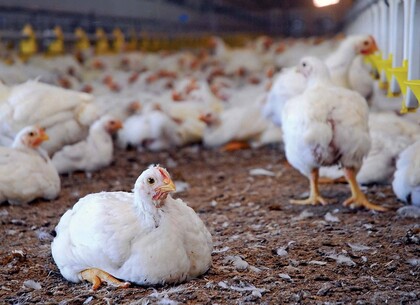 В Украине могут взлететь цены на мясо и закрыться ряд птицефабрик