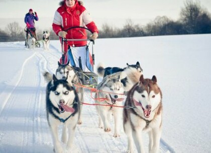 В Харькове пройдут соревнования ездовых собак «Winter Dog Fest - 2022»