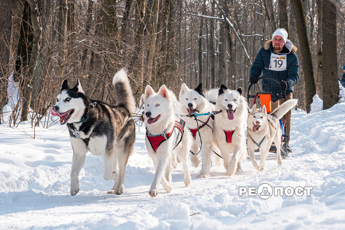 Соревнования ездовых собак Winter Dog Fest 2022