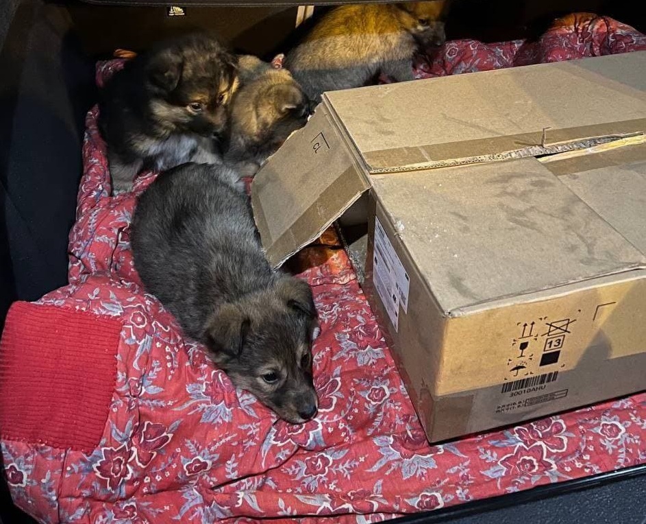 Ему стало жалко малышей: история со щенками в мешке в Харькове обрастает подробностями