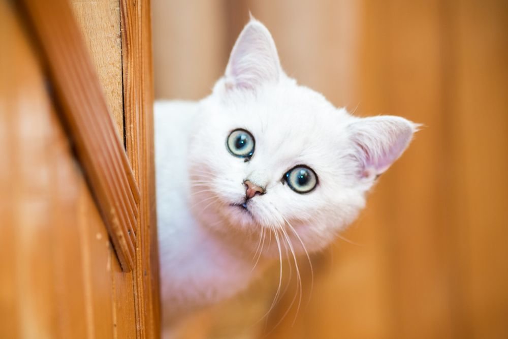 День кота 2022: интересные факты о домашних любимцах