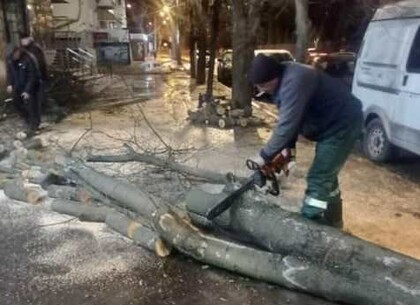 Непогода в Харькове: коммунальщики ночью убирали поваленные деревья (фото)
