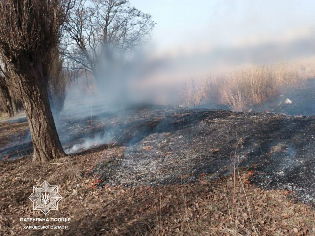 Пожар Харьков: Пойман поджигатель, устроивший обширное возгорание сухостоя 