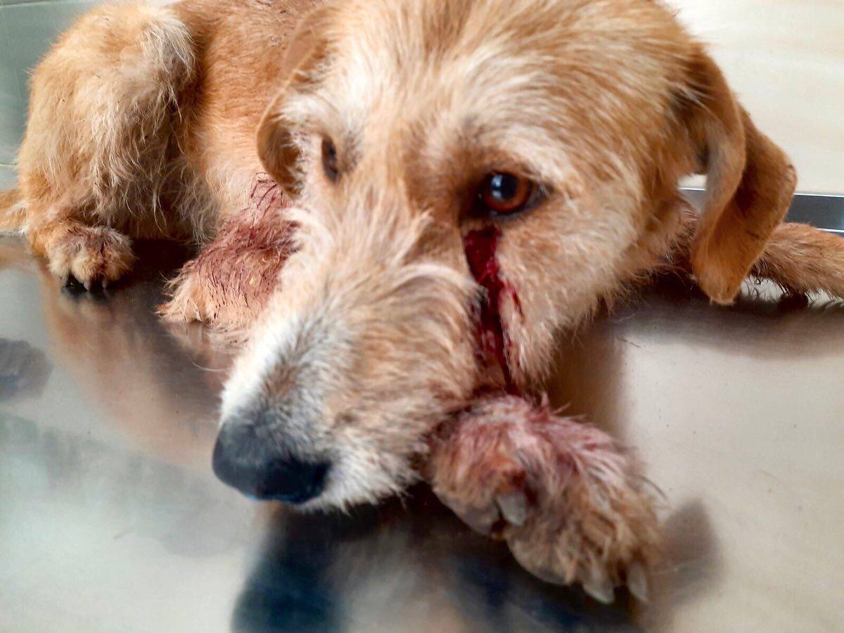 В Харькове от рук оккупантов пострадала собака 