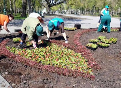 В Харькове скоро расцветут тысячи тюльпанов