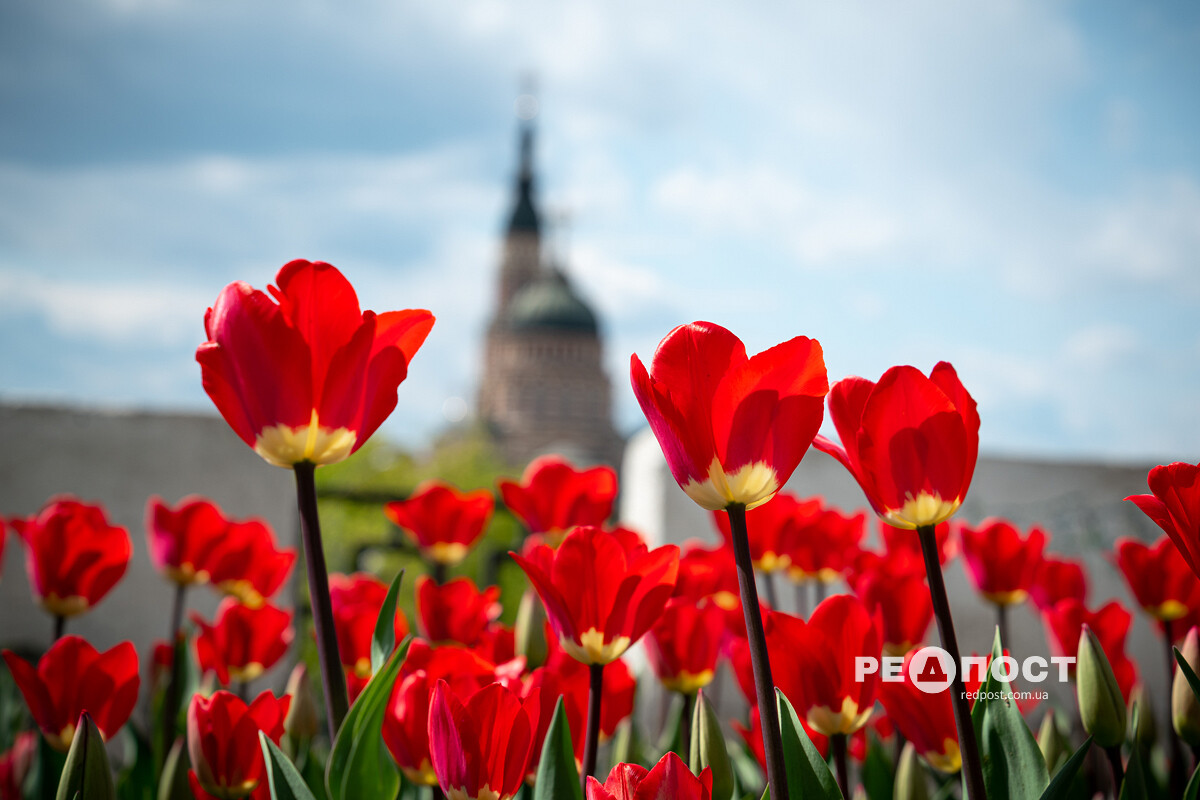 Цветы, Харьков, весна