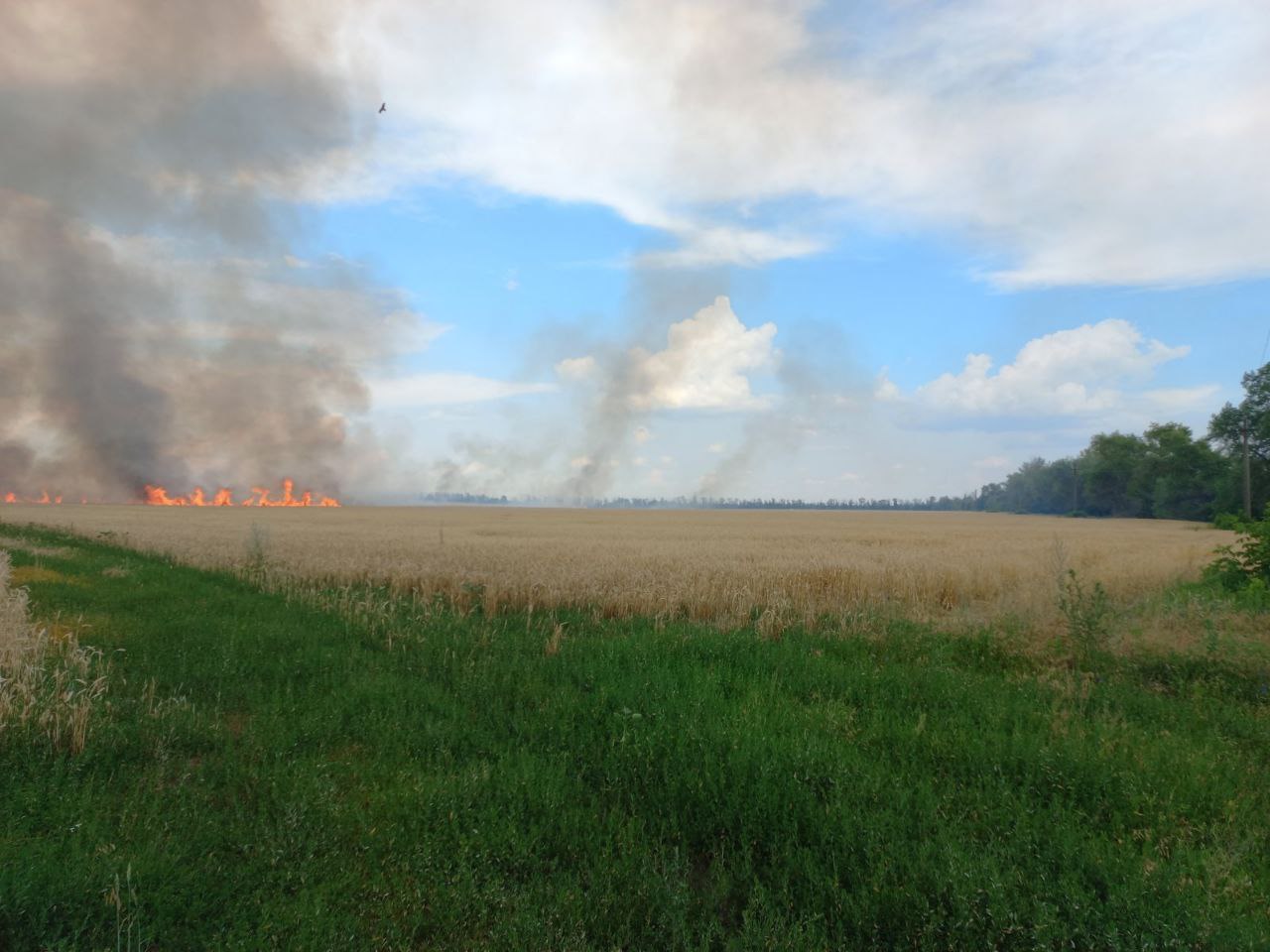 в Изюмском районе, возле пгт. Андреевка горело поле пшеницы на площади 500 кв