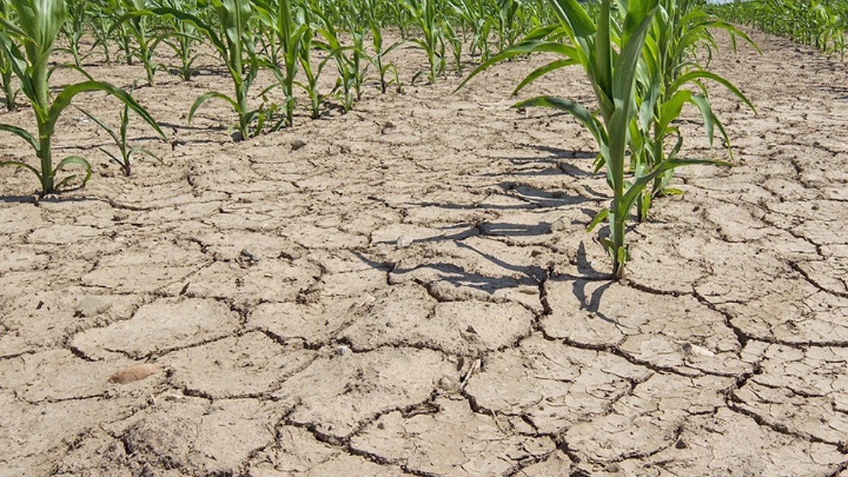 Погрожує посуха Україні за звітом ЄС