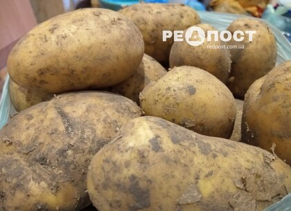 Чи буде забезпечена Україна доступною за ціною картоплею: думка експерта