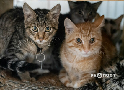У Харкові майже сотня котиків шукають новий дім (фото)