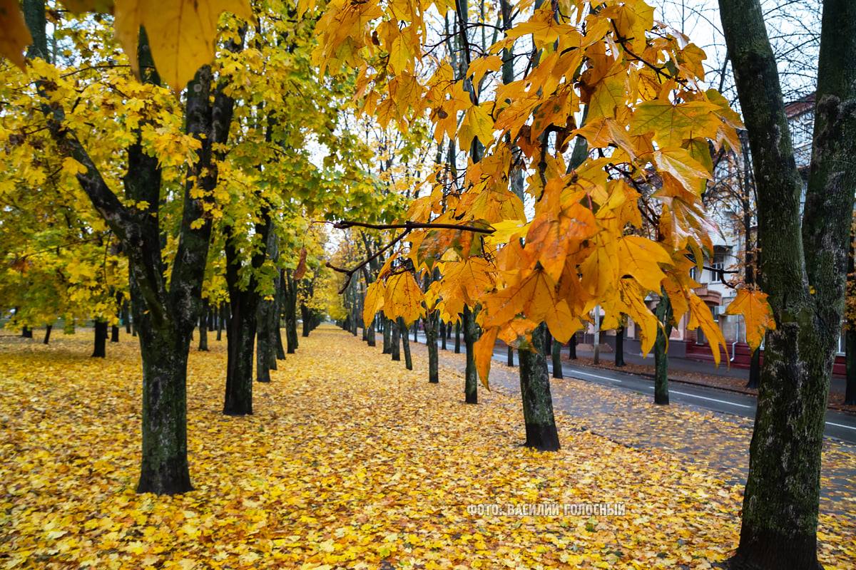 осень, аллея