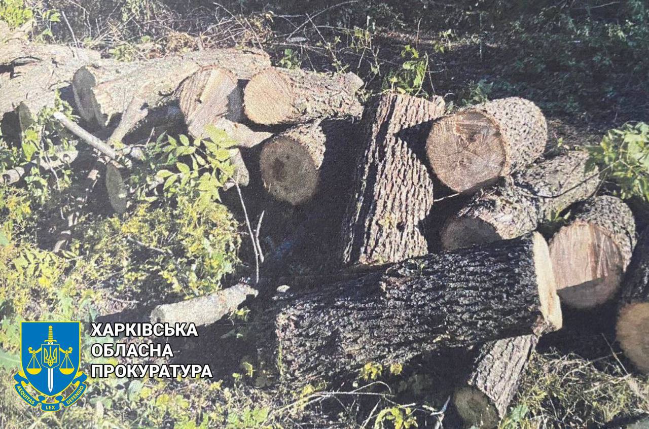 "Чорні" лісорубі: Протизаконно вирубили на сотні тисяч дерев гастролери на Харківщині
