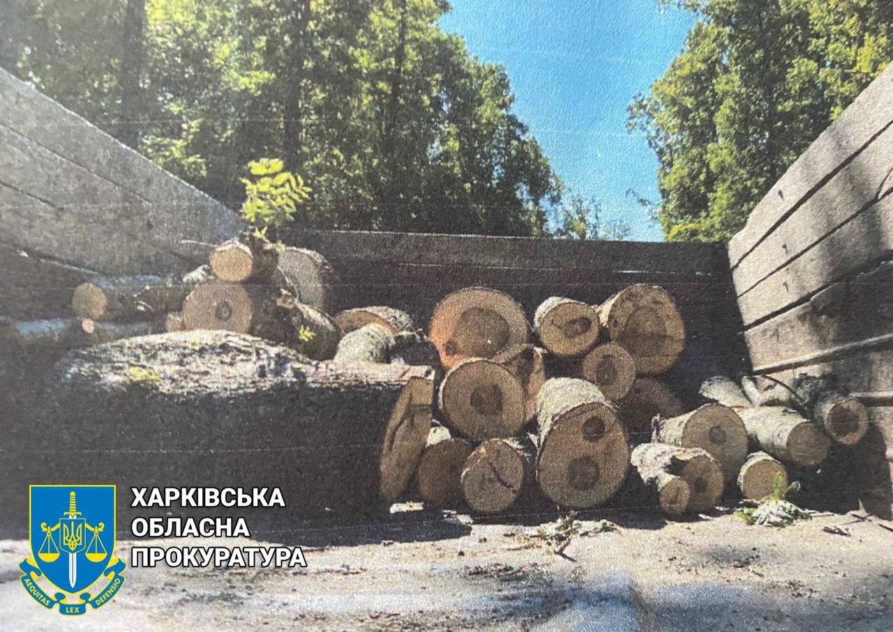 "Чорні" лісорубі: Протизаконно вирубили на сотні тисяч дерев гастролери на Харківщині