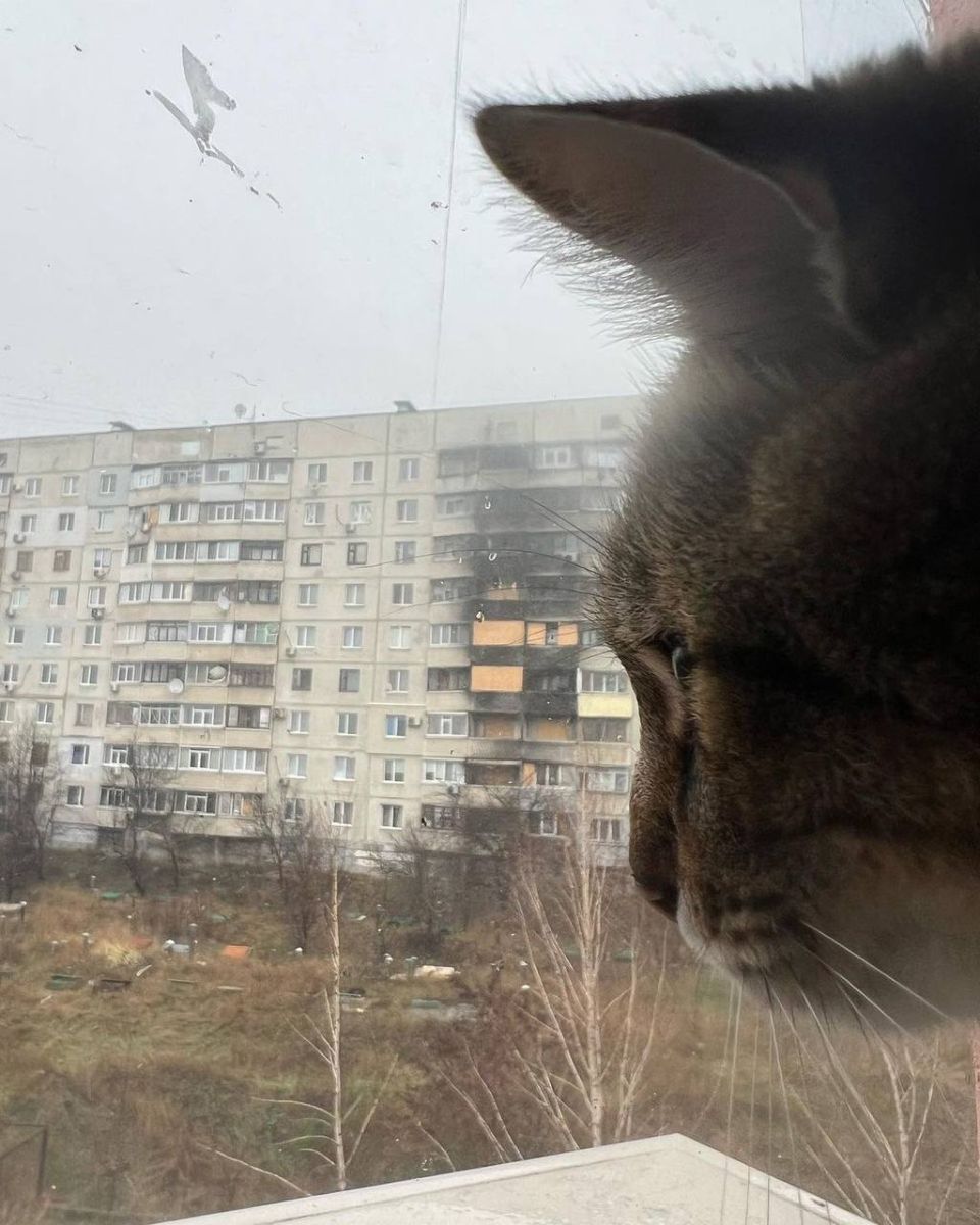 Кіт-блогер Степан, який збирав у Європі гроші для України, повернувся додому у Харків, на Салтівку
