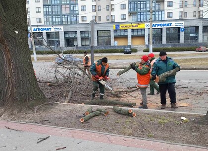 Комунальники Харкова спилюють гілки на старих деревах (фото)