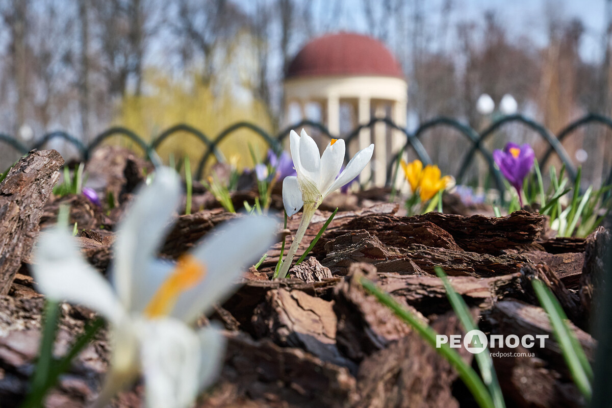 Харків, квіти