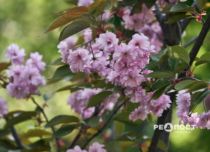 У головному парку Харкова цвіте сакура (фото)